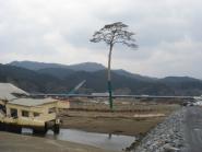 津波に流されず残った「奇跡の一本松」の写真