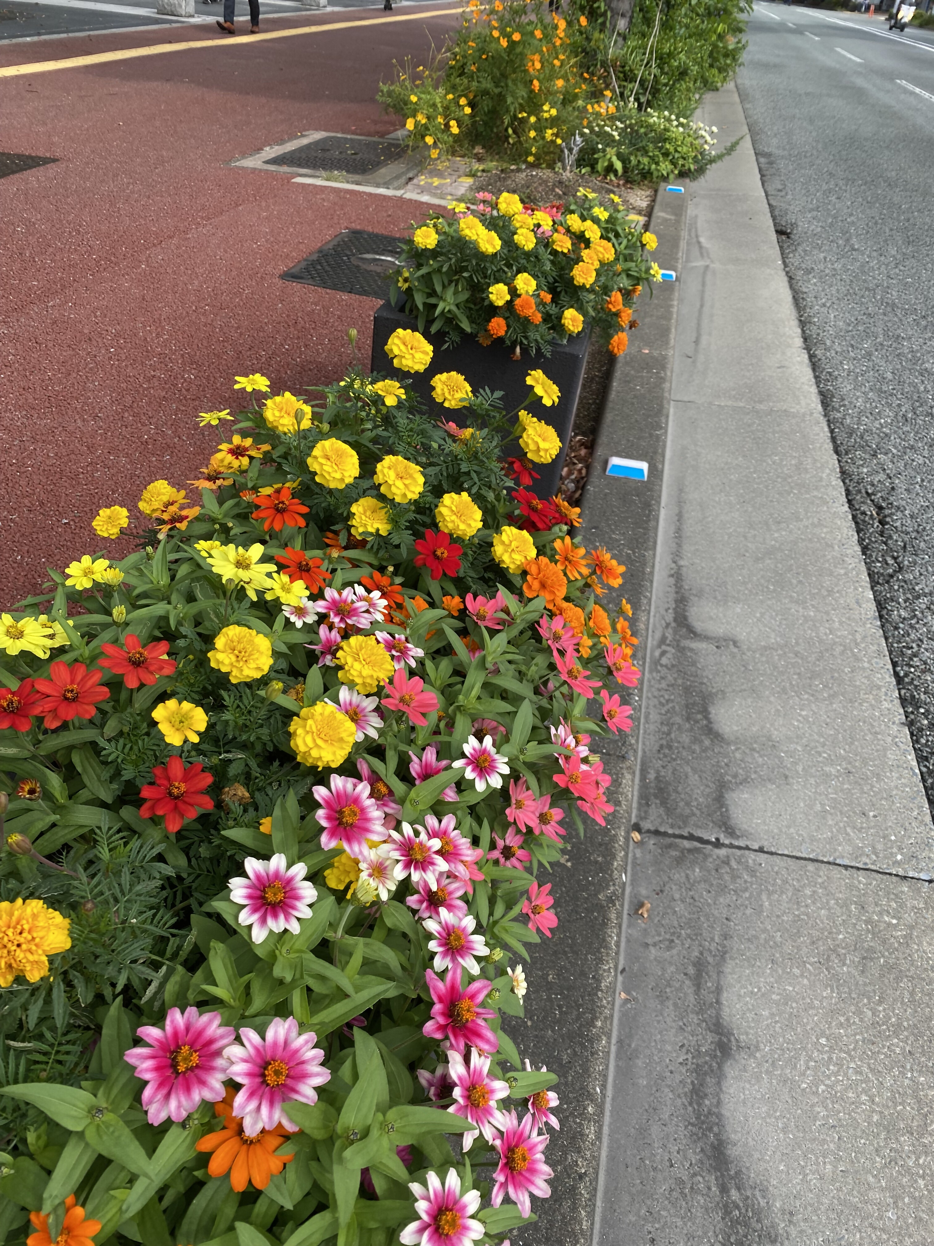 花壇の様子(マリーゴールド、ジニアプロフュージョン)