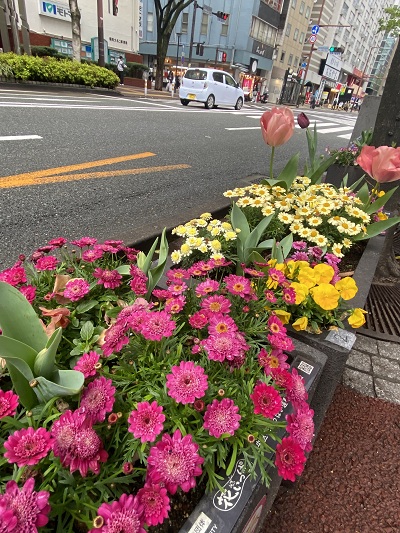 花壇の様子（チューリップ）
