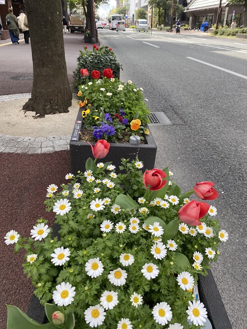 花壇の様子（チューリップ）