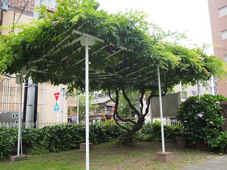 小田部藤園跡に残る二株の藤の写真