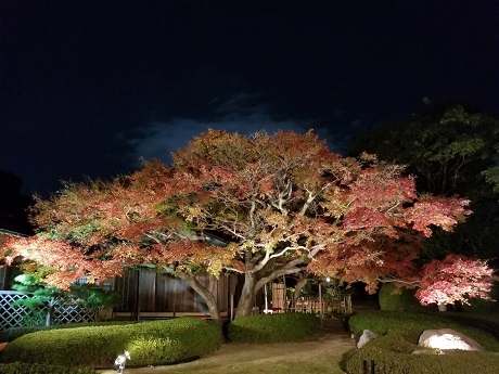 松風園のライトアップ写真