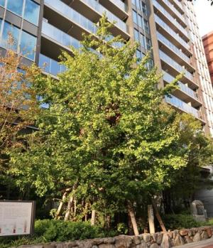 飯田屋敷跡の大銀杏