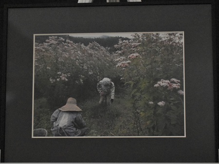 土生　重和「フジバカマ」