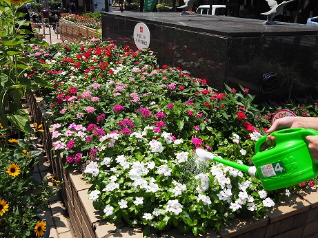 水やりをしている写真