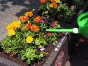 水やり時の写真