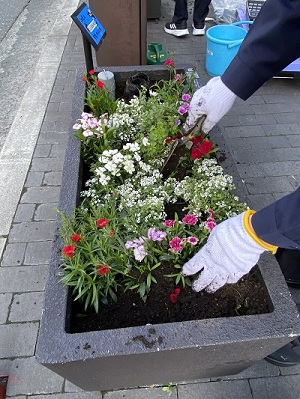植花の様子。アリッサムを植えているところ。