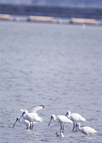川に水鳥がいる様子