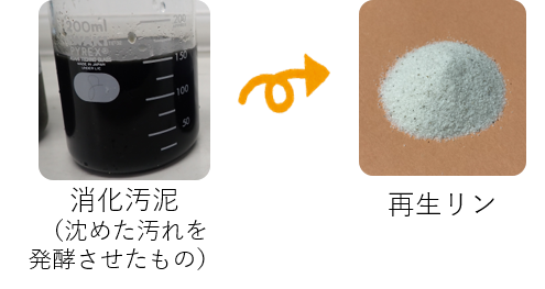 消化汚泥から回収した再生リン