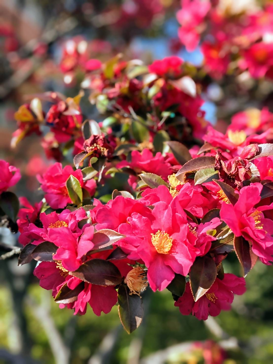 表彰部門色の写真