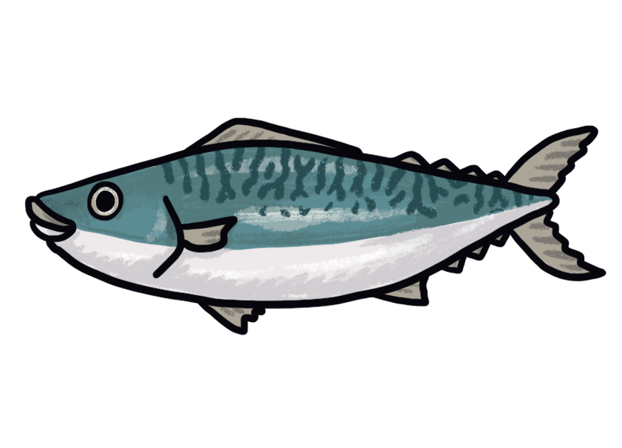 鯖のイラスト