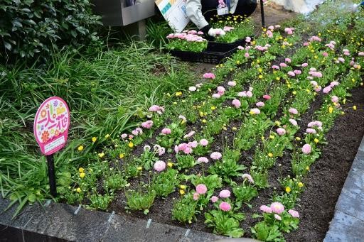 花壇の様子