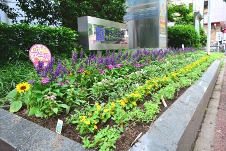 区役所前の花壇