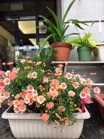 美野島公民館の花２