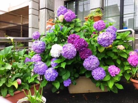 美野島公民館の花