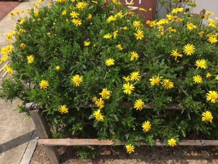 弥生公民館の花