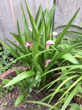 月隈公民館の花