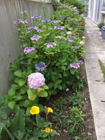 月隈公民館の花２