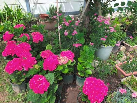 旧住吉小学校のお花