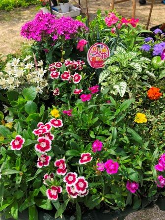 完成した寄せ植え２