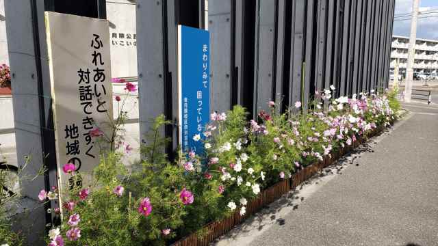 コスモスの写真