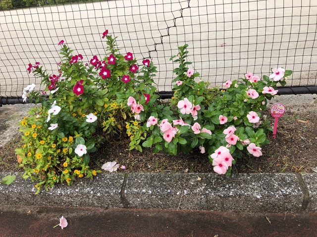 諸岡中央公園花壇の写真