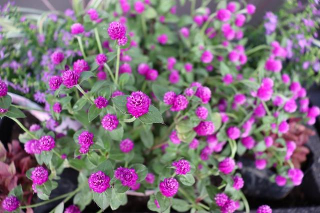 博多区役所フラワーポット２