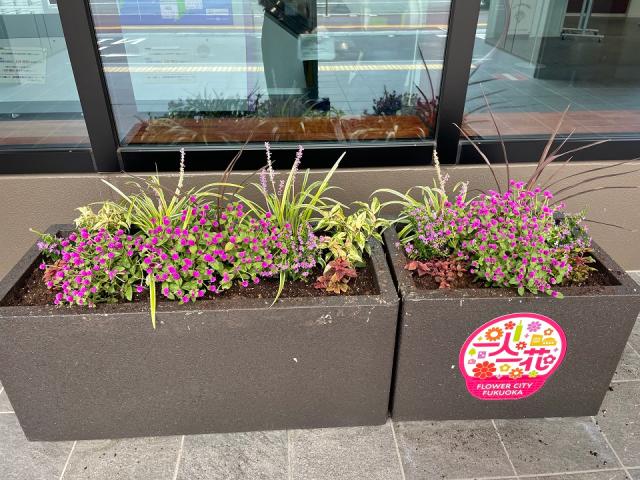 博多区役所フラワーポット３
