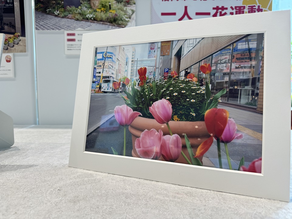 白い額縁に入った写真が一枚飾られている。写真には博多駅前の通り沿いに、赤やピンクのチューリップが咲いている様子が写っている。