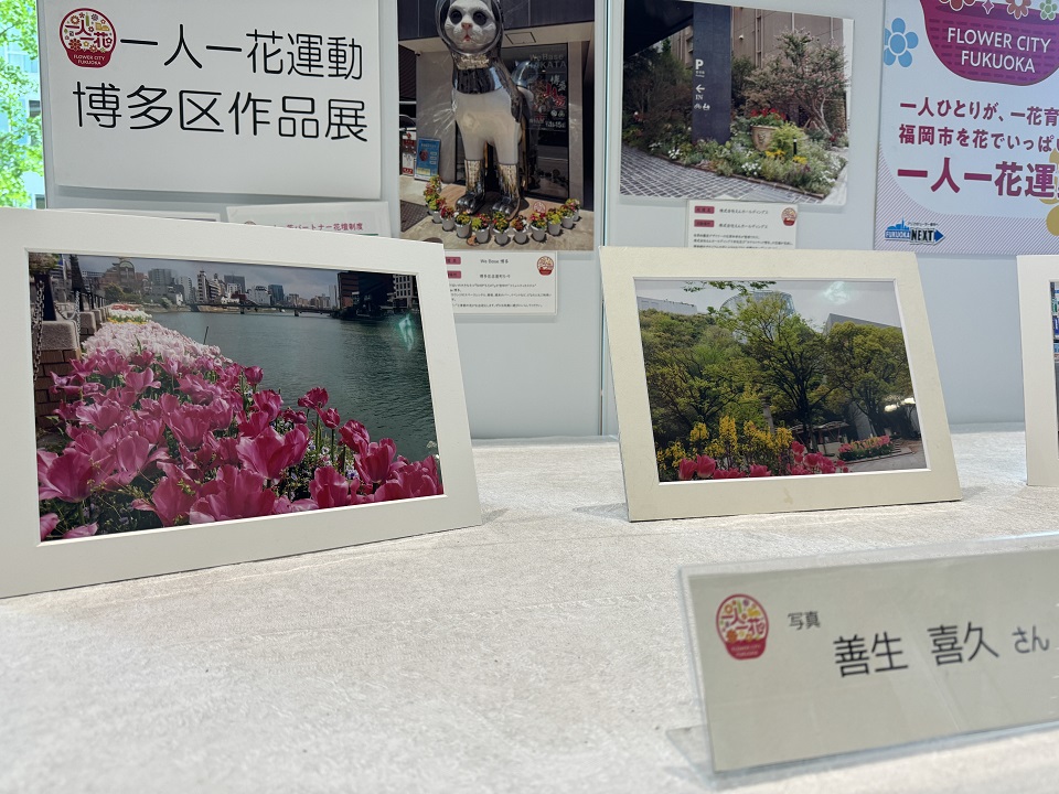 白い額縁に入った写真が二枚飾られている。一枚の写真には、濃いピンク色や薄いピンク色のチューリップが、川沿いにびっしり咲いている様子が写っている。もう一枚は、アクロス福岡の前に濃いピンク色のチューリップが咲いている様子が写っている。
