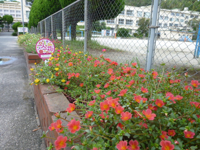 月隈小学校の花壇