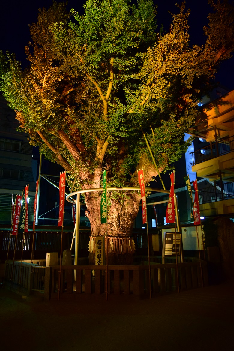 櫛田神社「銀杏」の写真