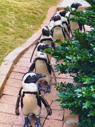 ペンギン