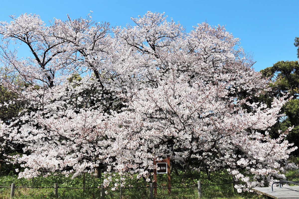 名島の臥龍桜