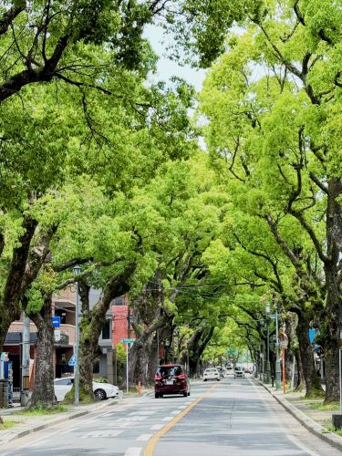 香椎宮参道