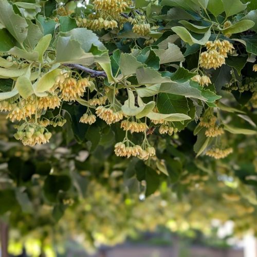 恵光院の菩提樹