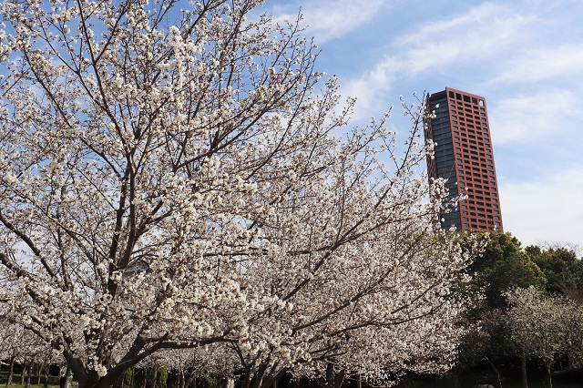 アイランドシティ中央公園 桜