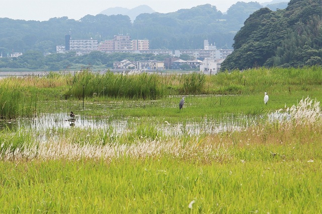 アイランドシティはばたき公園