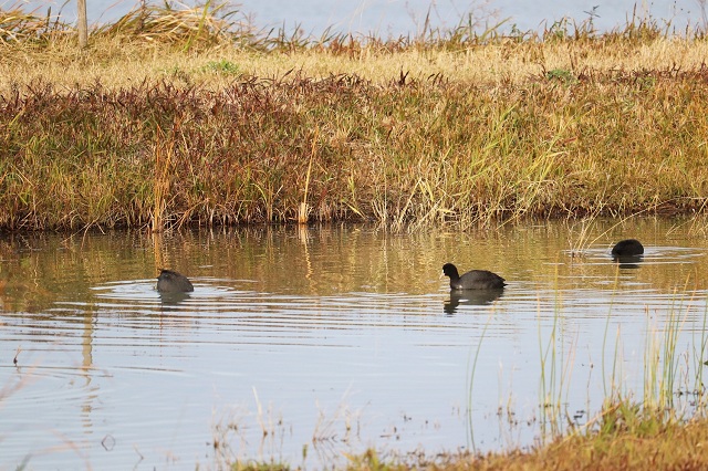アイランドシティはばたき公園