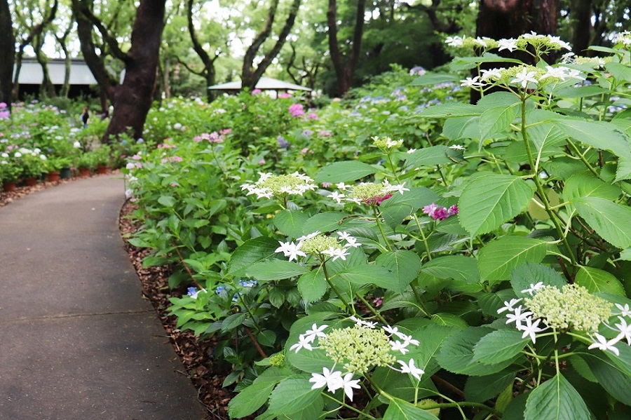 筥崎宮 あじさい苑
