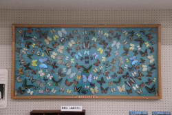 九州大学総合研究博物館の展示物３