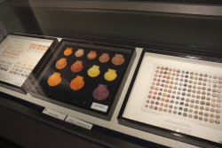 九州大学総合研究博物館の展示物４