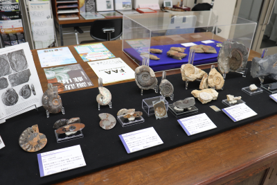 九州大学総合研究博物館の展示物２