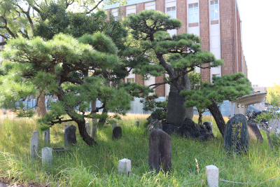 利休釜掛けの松１