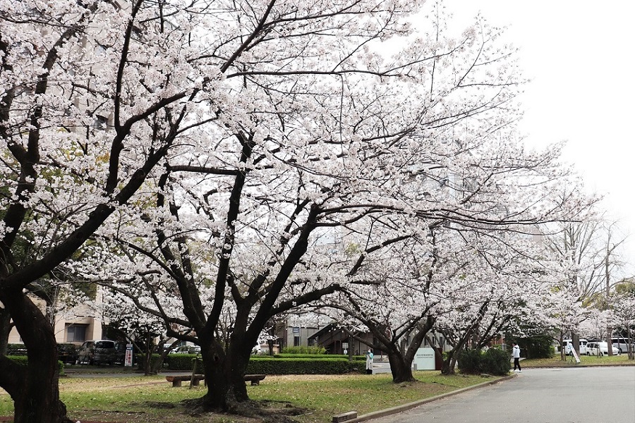 九州大学病院キャンパス 桜並木