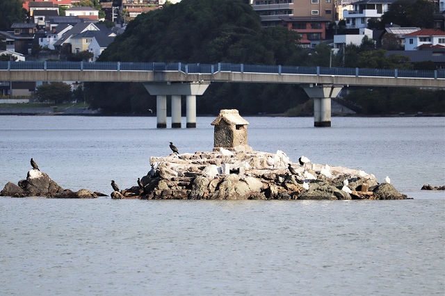 クロツラヘラサギ ウ