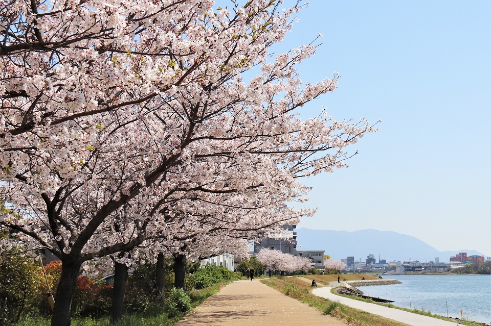 多々良川河畔の桜