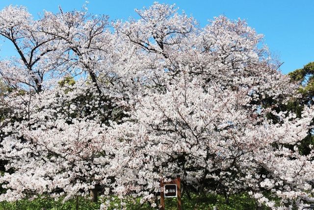 名島城址公園の臥龍桜