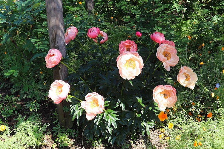 筥崎宮 花庭園 シャクヤク