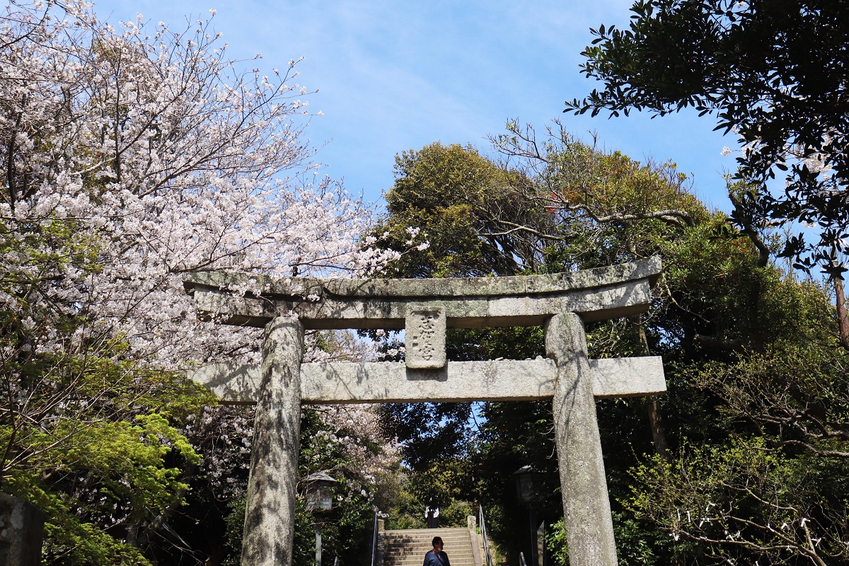 志賀海神社 鳥居 桜